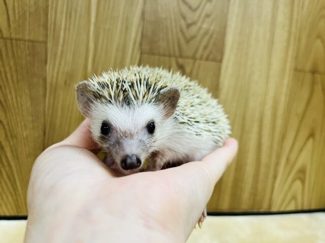 ハリネズミ（ヨツユビハリネズミ）