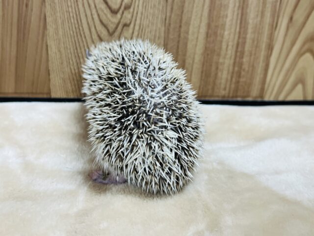 ハリネズミ（ヨツユビハリネズミ）