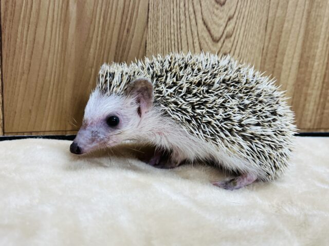 ハリネズミ（ヨツユビハリネズミ）