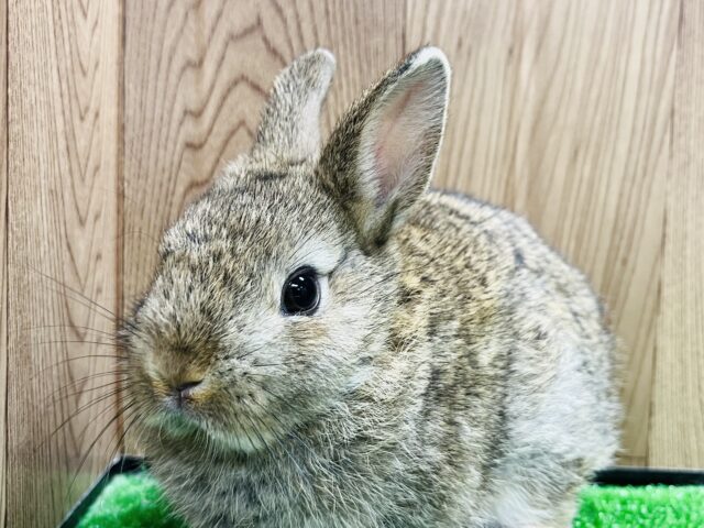 ネザーランドドワーフ