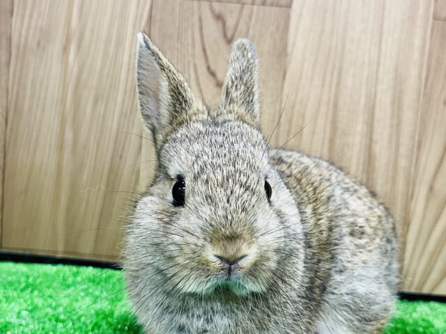 ネザーランドドワーフ