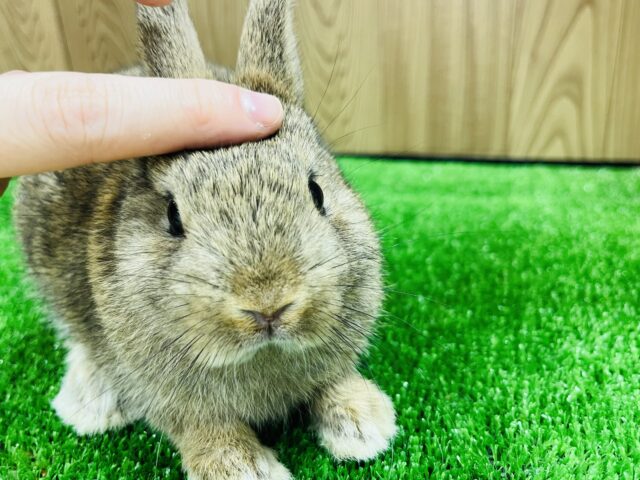 ネザーランドドワーフ