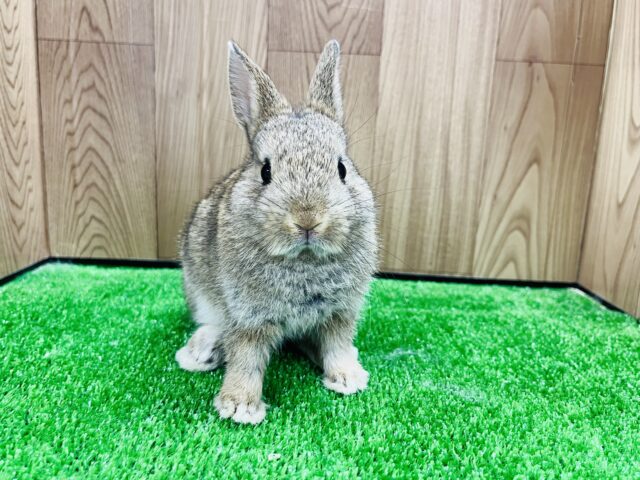 ネザーランドドワーフ