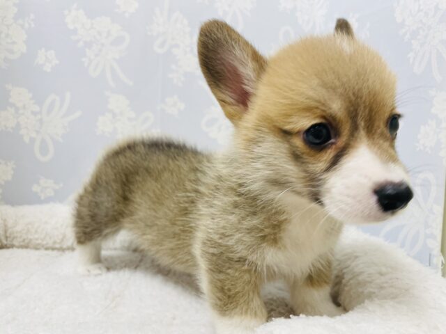 ウェルシュコーギー・ペンブローグ