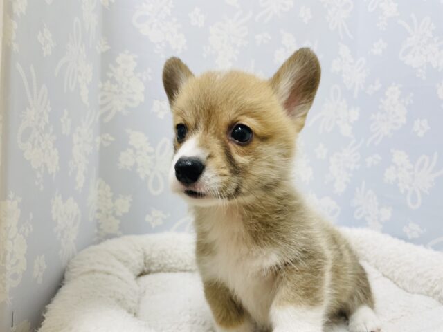 ウェルシュコーギー・ペンブローグ