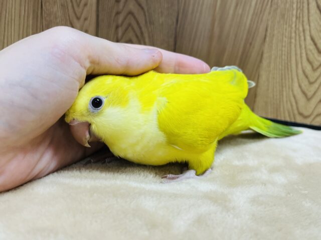 オキナインコ