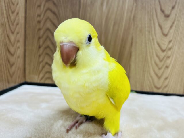 オキナインコ