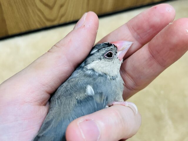 桜文鳥