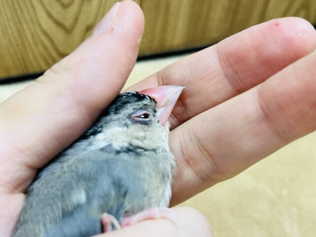 桜文鳥