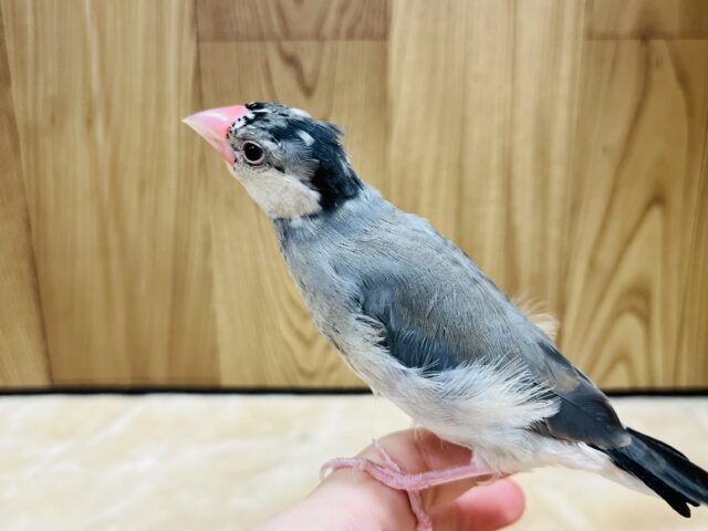 桜文鳥