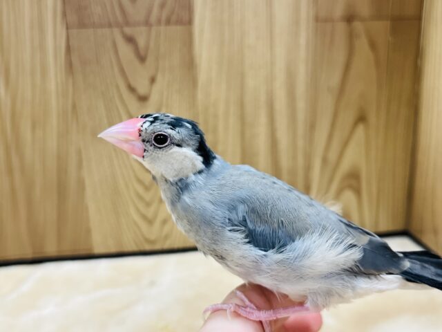 桜文鳥