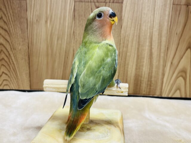 コザクラインコ（小桜インコ）