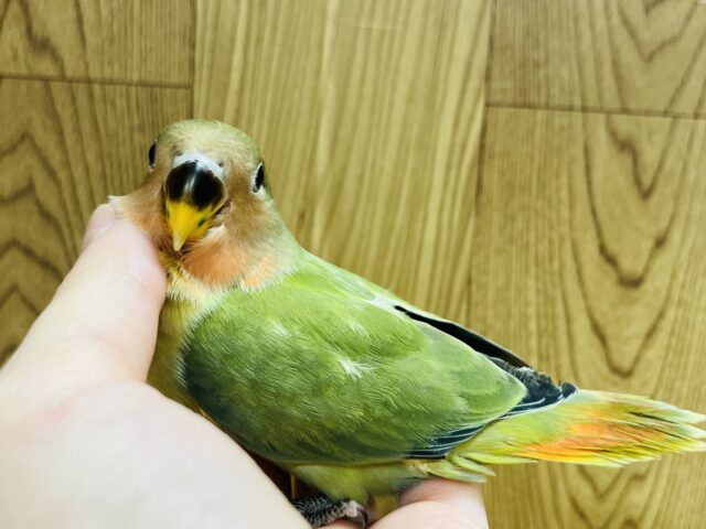 コザクラインコ（小桜インコ）