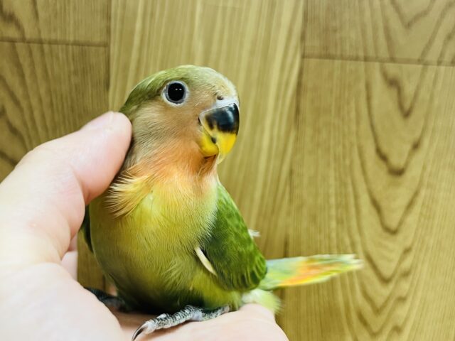 コザクラインコ（小桜インコ）