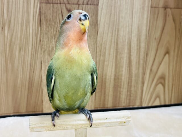 コザクラインコ（小桜インコ）
