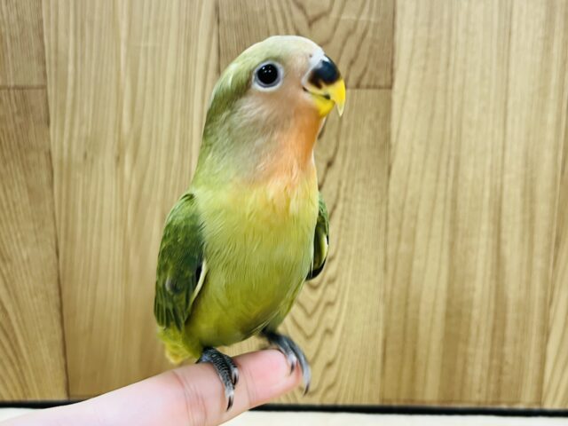 コザクラインコ（小桜インコ）