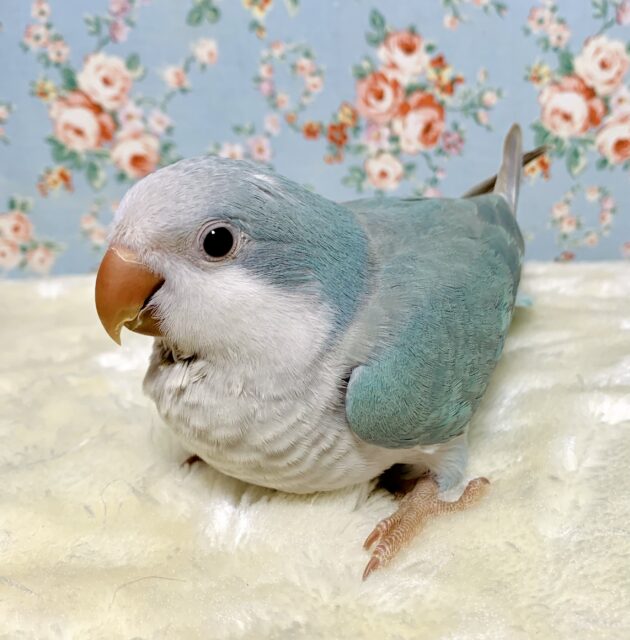 オキナインコ