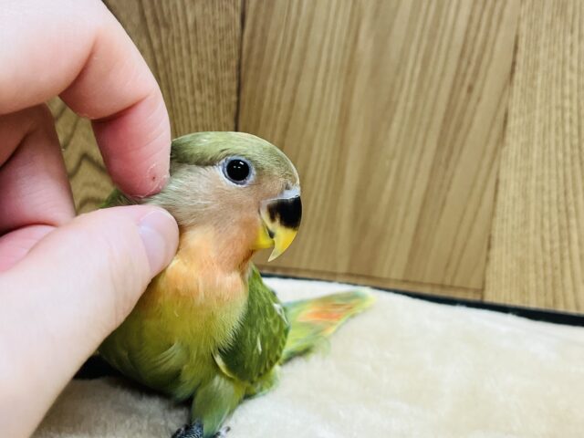 コザクラインコ（小桜インコ）