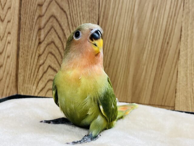 コザクラインコ（小桜インコ）