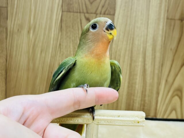 コザクラインコ（小桜インコ）