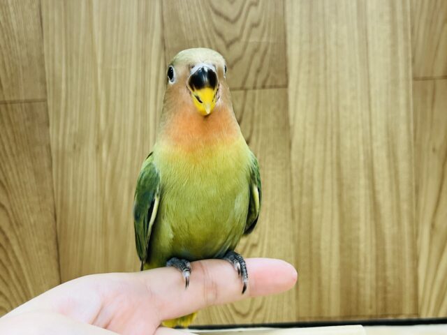 コザクラインコ（小桜インコ）