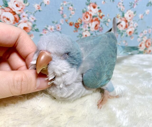 オキナインコ