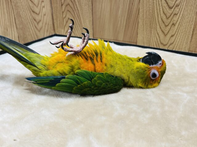 コガネメキシコインコ