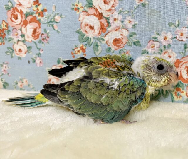 ビセイインコ（美声インコ）