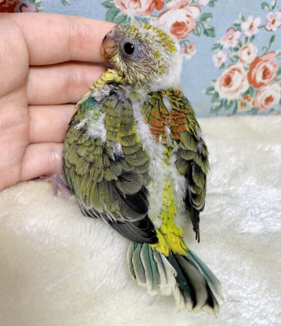 ビセイインコ（美声インコ）