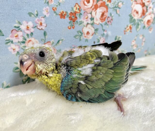 ビセイインコ（美声インコ）