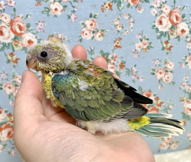 ビセイインコ（美声インコ）