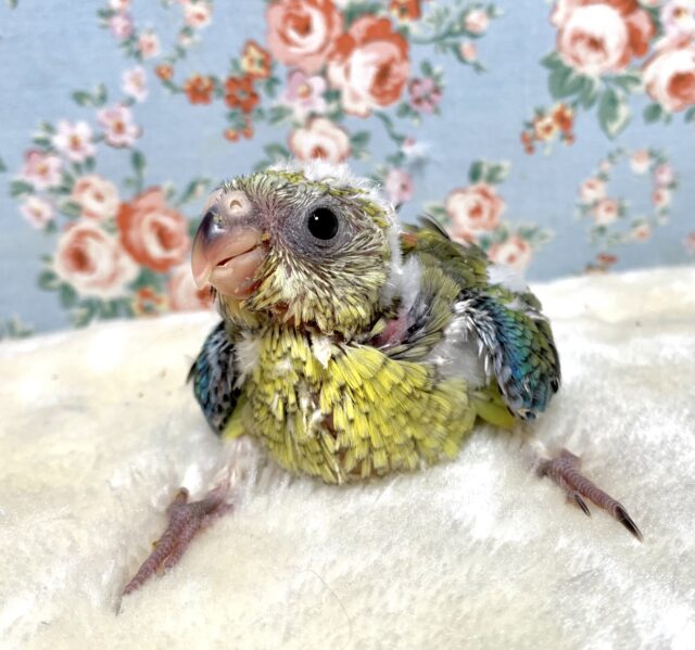 美声インコ オパーリン 🌿🧡*゚ ビセイインコ(美声インコ)
