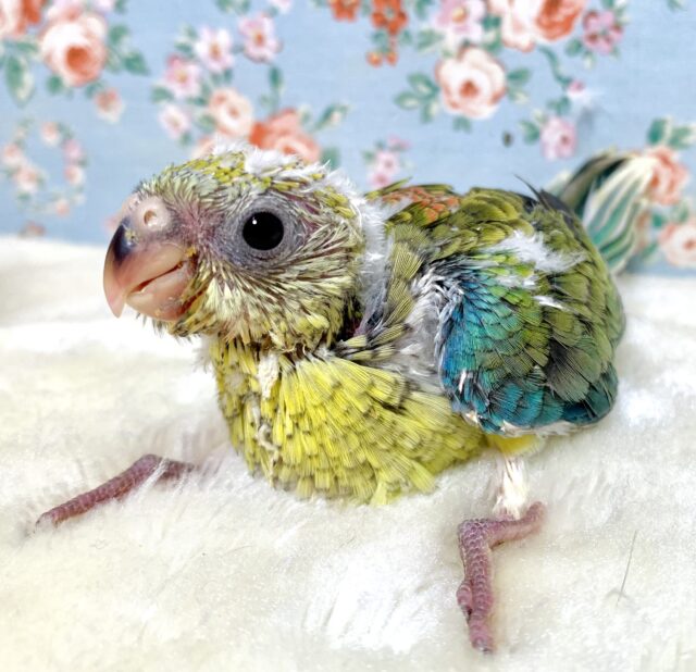 美声インコ オパーリン 🌿🧡*゚ ビセイインコ(美声インコ)