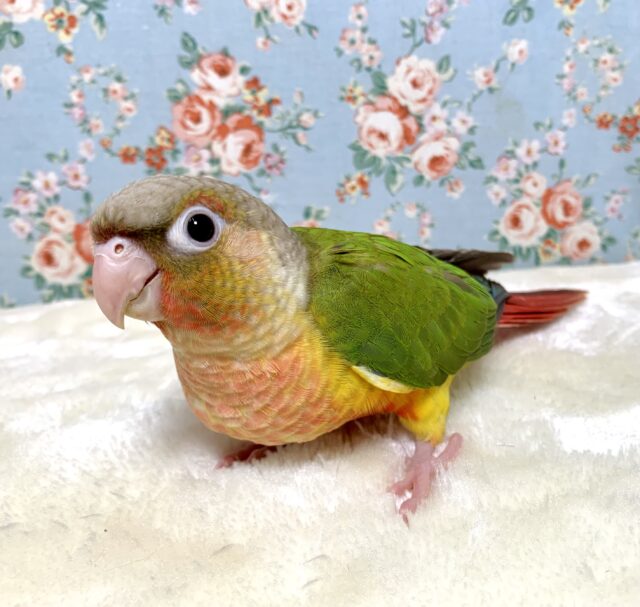 ホオミドリウロコインコ