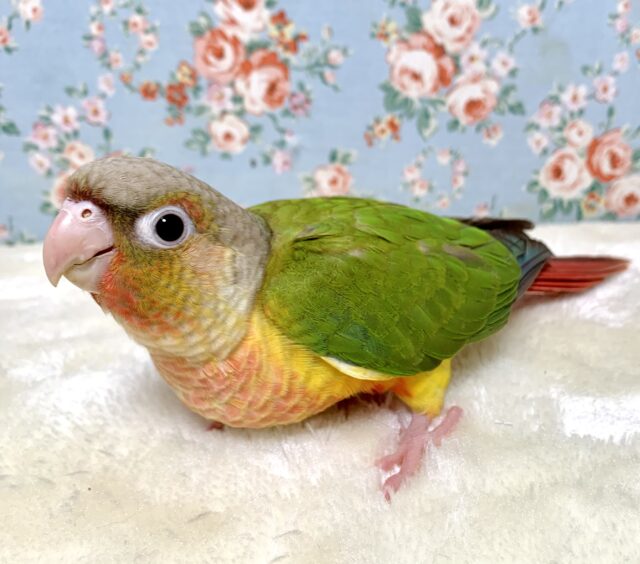 ホオミドリウロコインコ