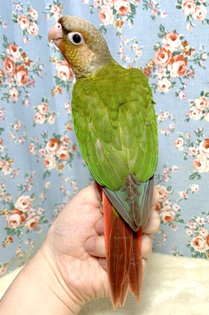 ホオミドリウロコインコ