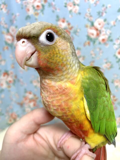 ホオミドリウロコインコ