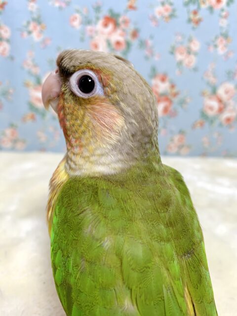 ホオミドリウロコインコ