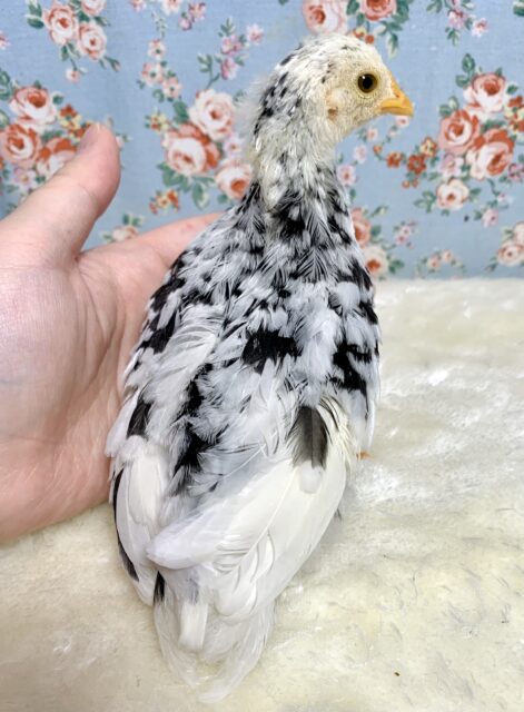 碁石チャボ（ゴイシチャボ）