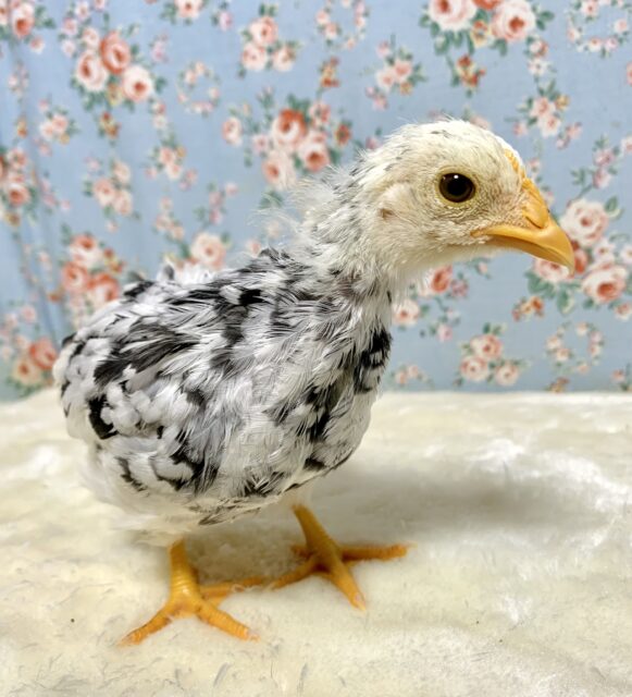 碁石チャボ（ゴイシチャボ）