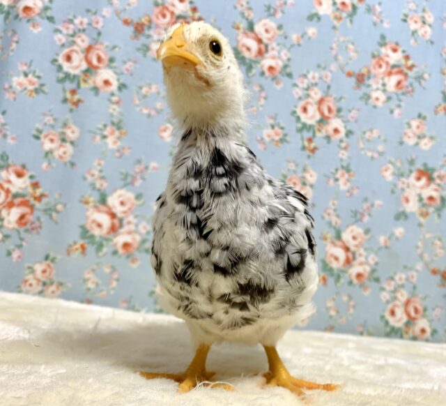 碁石チャボ（ゴイシチャボ）