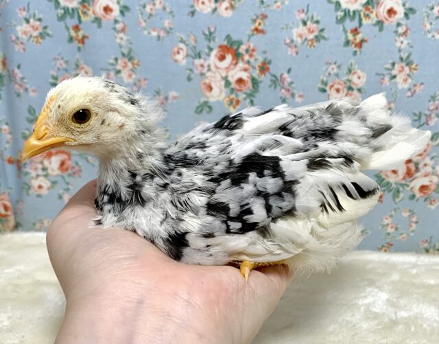 碁石チャボ（ゴイシチャボ）