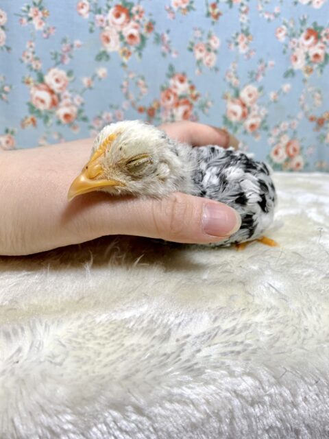 碁石チャボ（ゴイシチャボ）