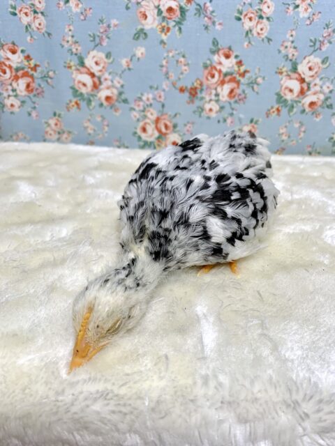 碁石チャボ（ゴイシチャボ）