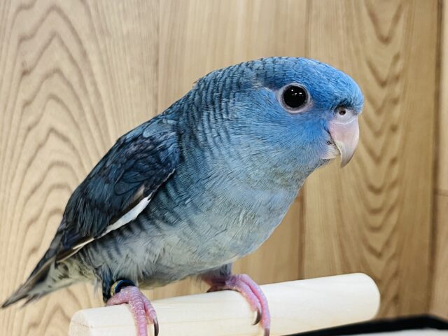 サザナミインコ