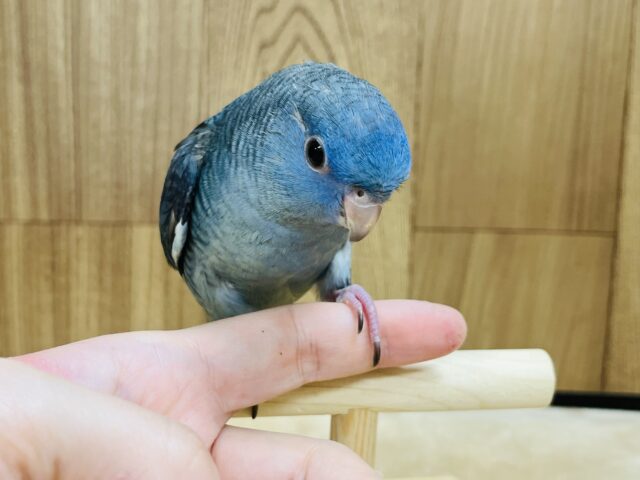 サザナミインコ