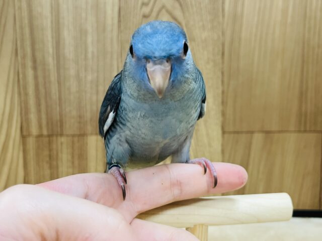 サザナミインコ