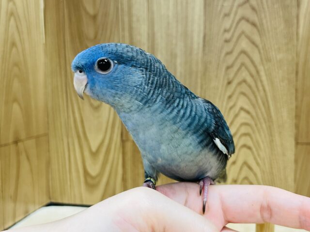サザナミインコ