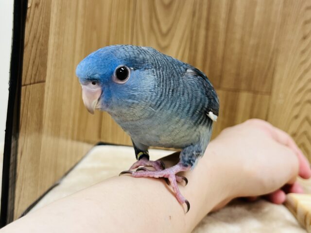 サザナミインコ