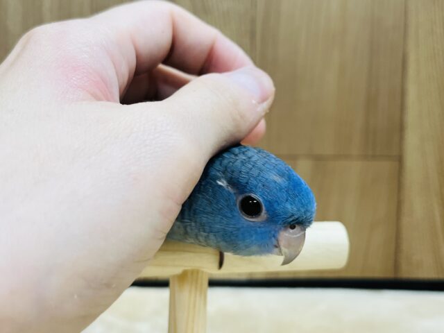 サザナミインコ